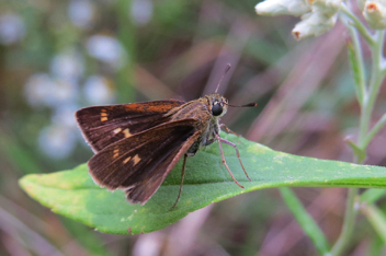 Tawny-edged Skipper 
female